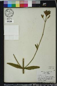 Verbena bonariensis image