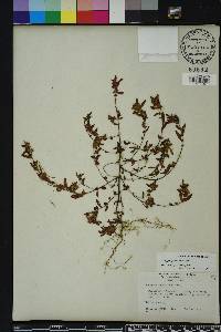 Acalypha gracilens image