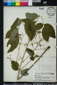 Aralia spinosa image