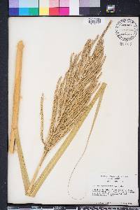 Spartina cynosuroides image