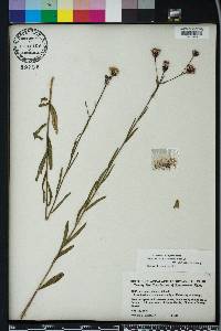 Vernonia blodgettii image