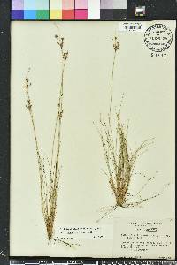 Bulbostylis ciliatifolia image