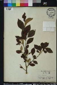 Styrax americanus image