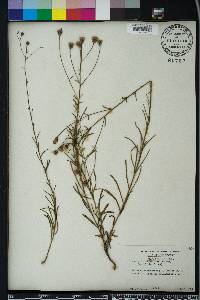 Vernonia angustifolia image