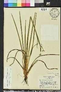 Sisyrinchium xerophyllum image