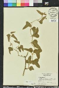 Smilax bona-nox image