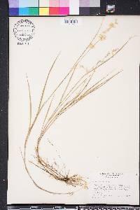 Melica mutica image