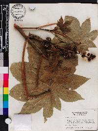 Ricinus communis image