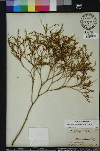 Limonium carolinianum image