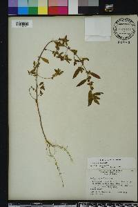 Acalypha gracilens image