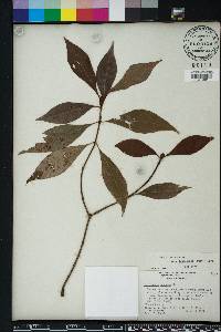 Psychotria nervosa image