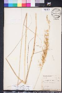 Sorghastrum secundum image