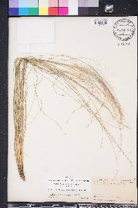 Muhlenbergia capillaris image