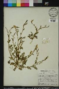 Corydalis micrantha image