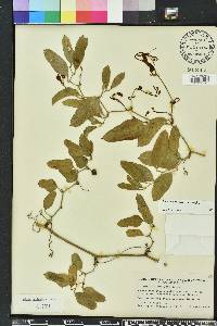 Smilax auriculata image