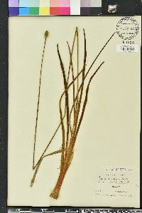 Xyris ambigua image