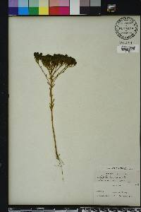 Polygala ramosa image