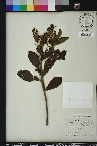 Clethra alnifolia image