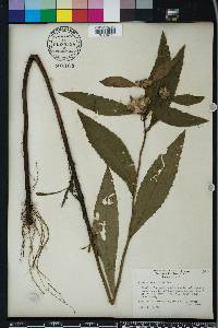 Pluchea longifolia image