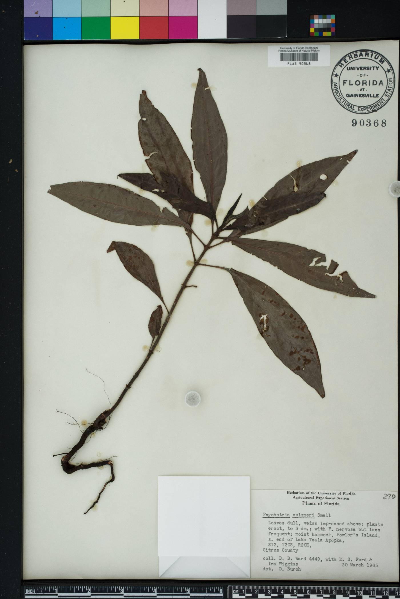Psychotria sulzneri image