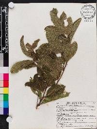 Exothea paniculata image