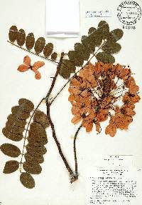 Cassia javanica image