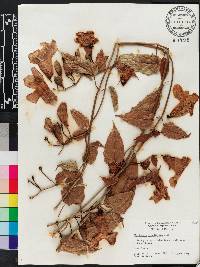 Thunbergia laurifolia image