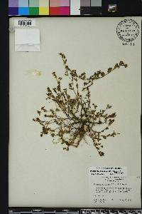 Chamaesyce hyssopifolia image