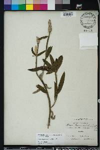 Pterocaulon pycnostachyum image