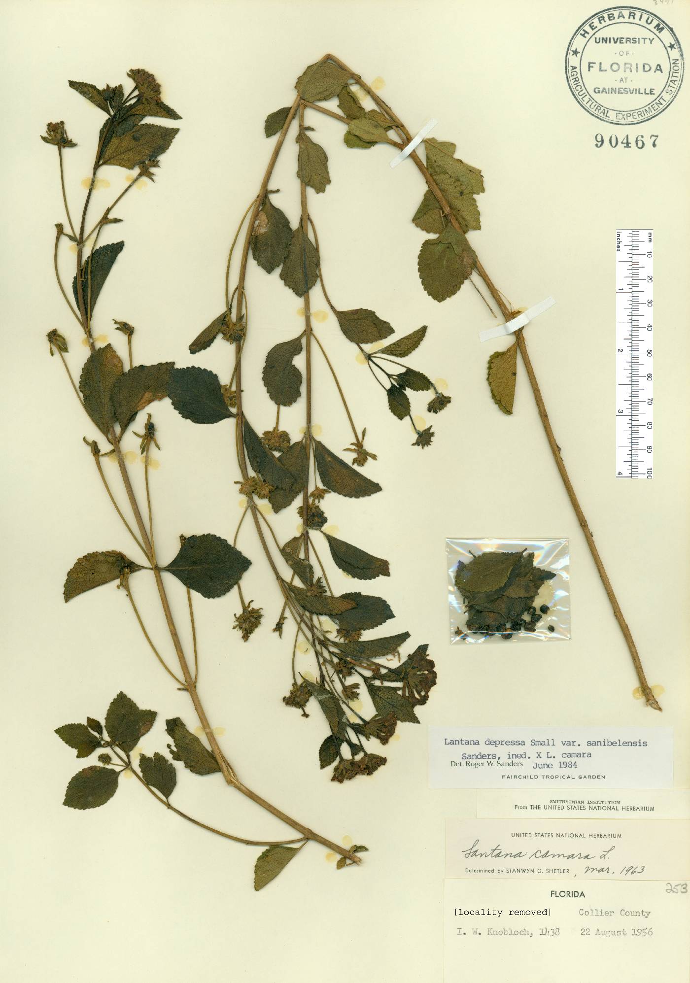 Lantana depressa var. sanibelensis image