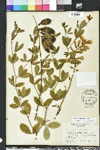 Baptisia alba image