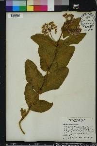 Asclepias humistrata image