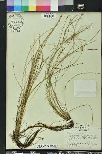 Eleocharis vivipara image