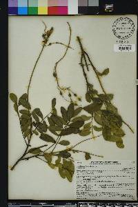 Sophora tomentosa image