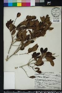 Eugenia foetida image