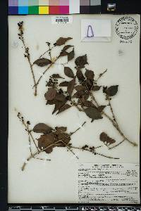 Eugenia axillaris image