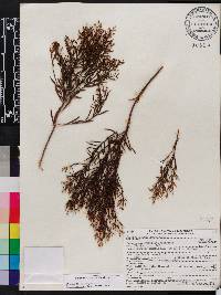 Baccharis angustifolia image