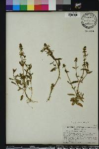 Stachys floridana image