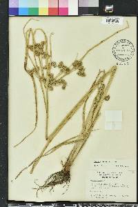 Cyperus distinctus image