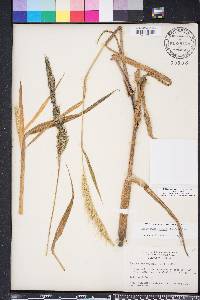 Echinochloa walteri image