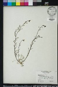 Linaria floridana image