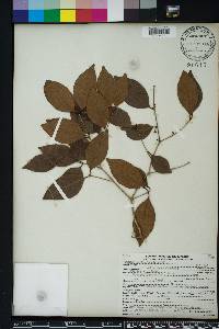 Eugenia axillaris image