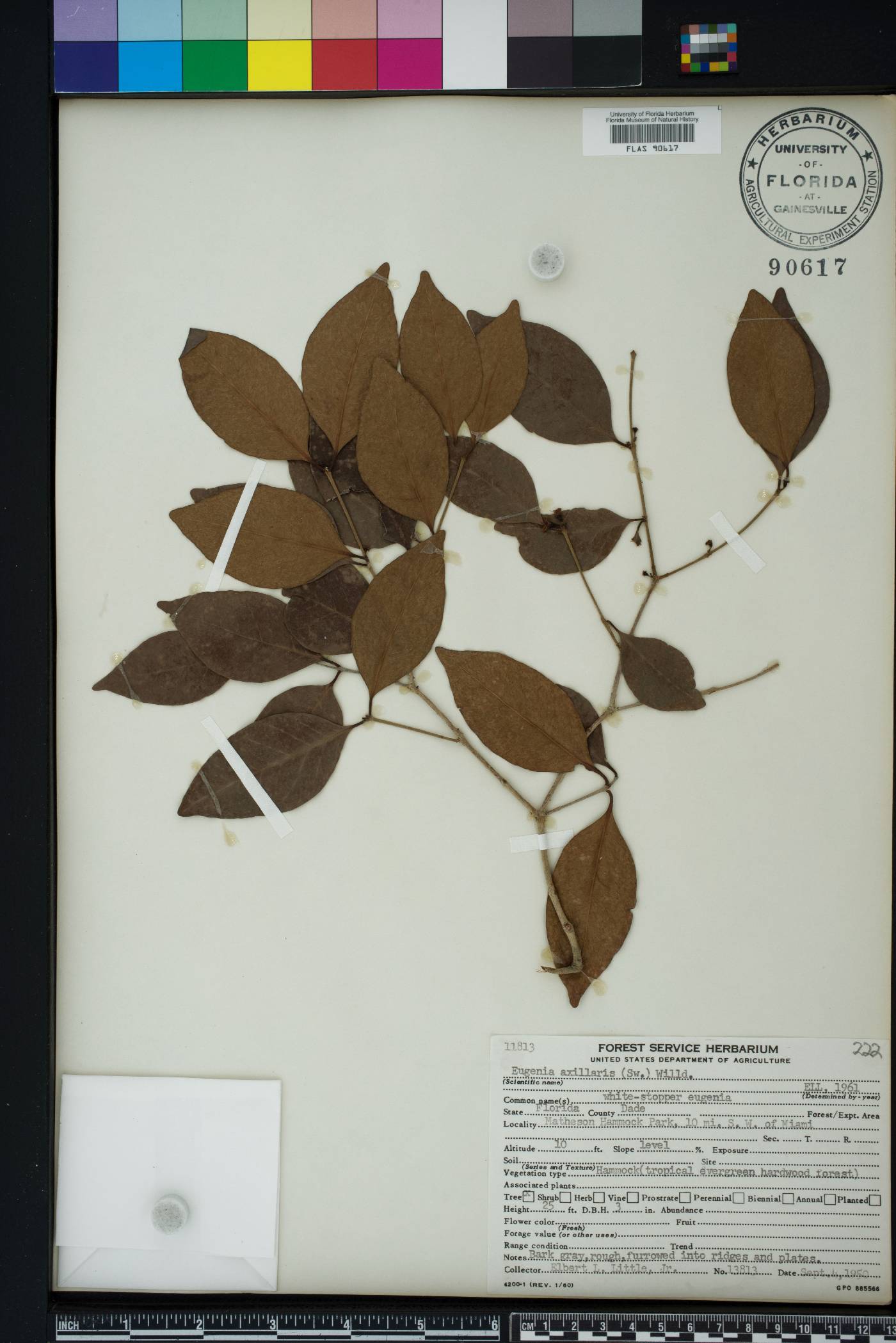 Eugenia axillaris image