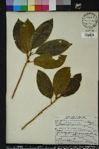 Ficus aurea image