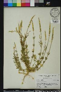 Polygala boykinii image