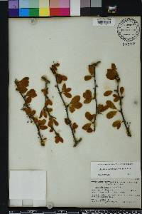 Sideroxylon lanuginosum image