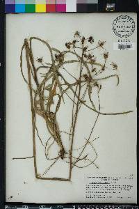 Lactuca graminifolia image