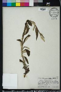 Pterocaulon pycnostachyum image