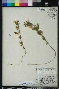 Dyschoriste oblongifolia image