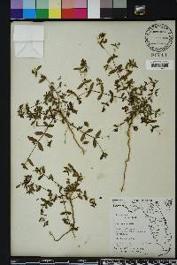 Chamaesyce hyssopifolia image